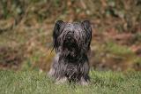 SKYE TERRIER 086